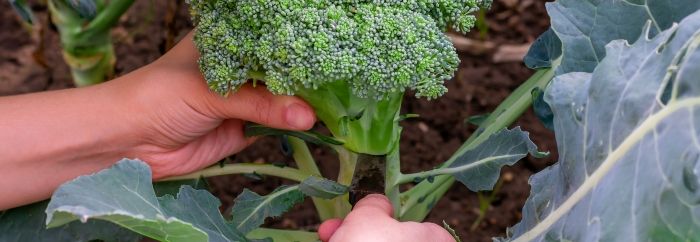 brokkoli wird von einer Hand gepflückt 